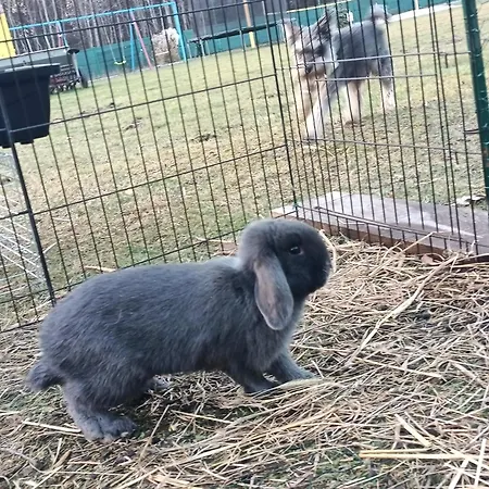 Деревянный коттедж Letnia Oaza 