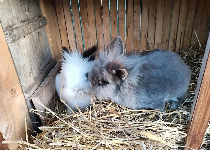 Wypoczynek Domek letniskowy