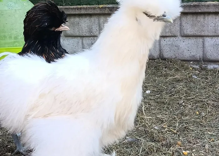 Wypoczynek Domek letniskowy *