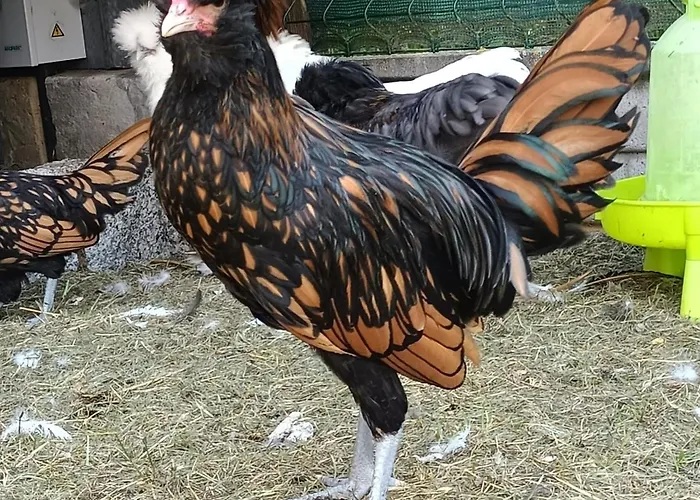 Wypoczynek Domek letniskowy *